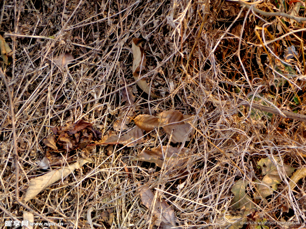 秋天 落叶 艺术场景 干草