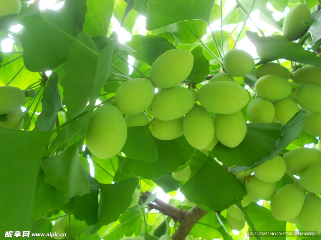 银杏 银杏叶 绿色   摄影 植物 树木 树叶