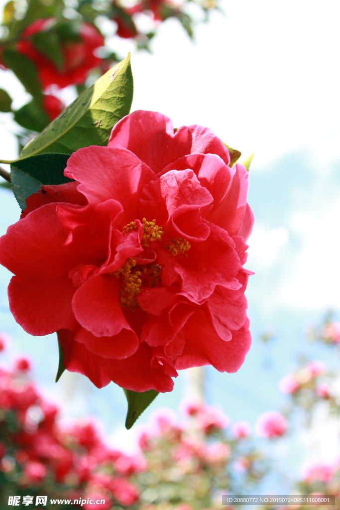 茶花 春天 风景 摄影  光影