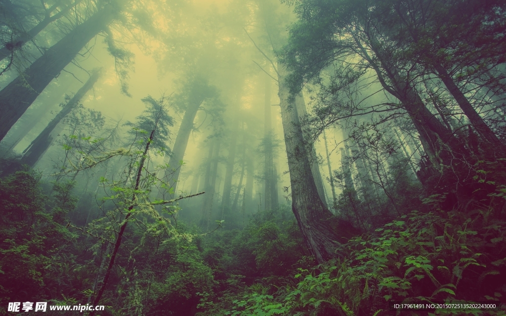 奥林匹克公园树林