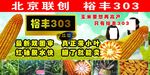 玉米种宣传海报