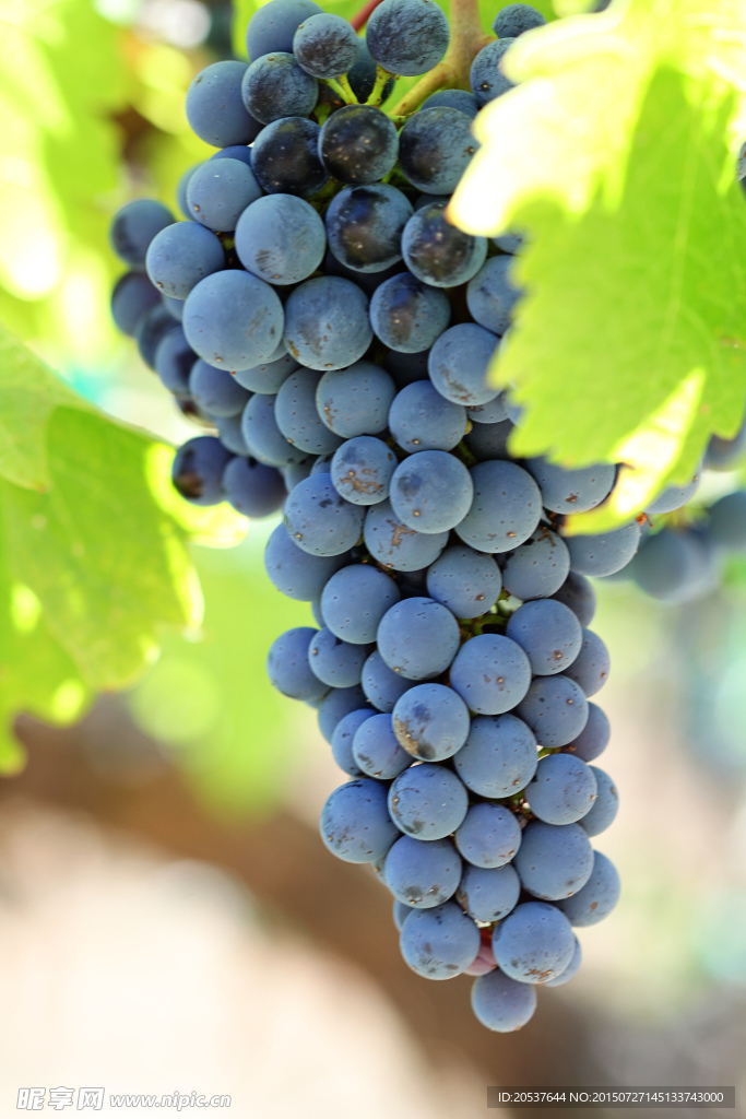 葡萄 黑旋风葡萄 夏黑葡萄