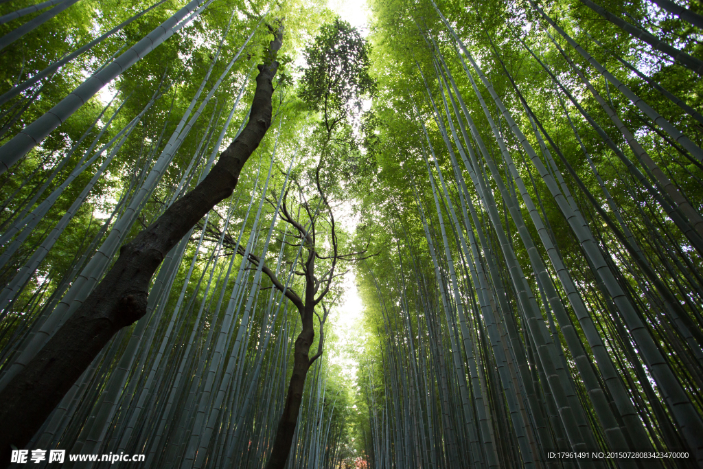 奥林匹克公园树林
