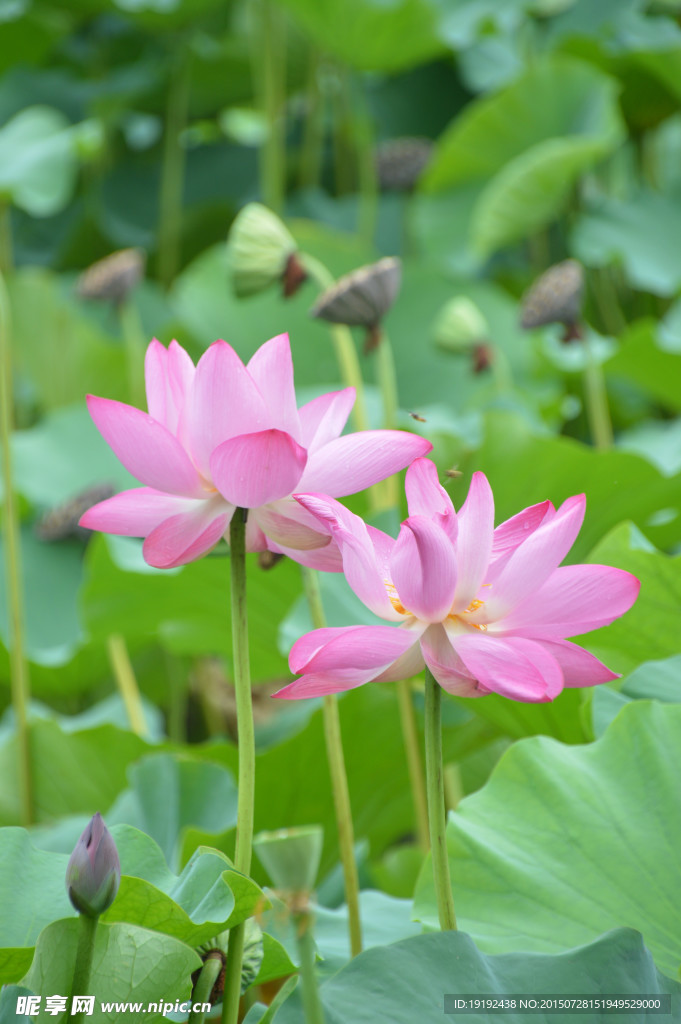 荷花 荷叶 莲蓬