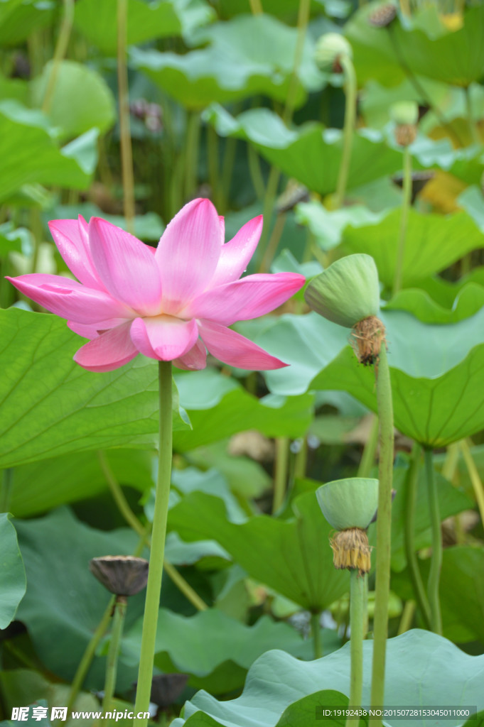 荷花 荷叶 莲蓬