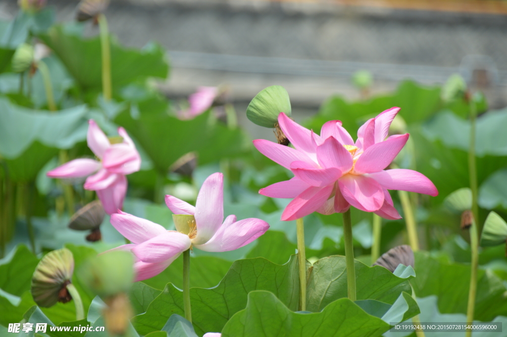 荷花 荷叶 莲蓬