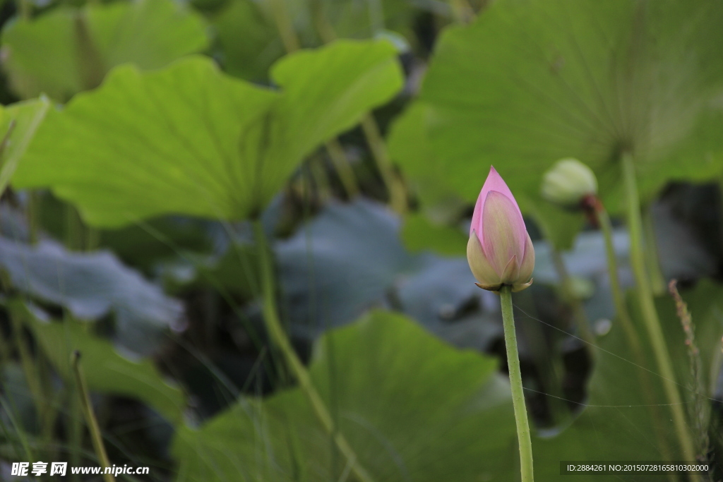 含苞待开的荷花