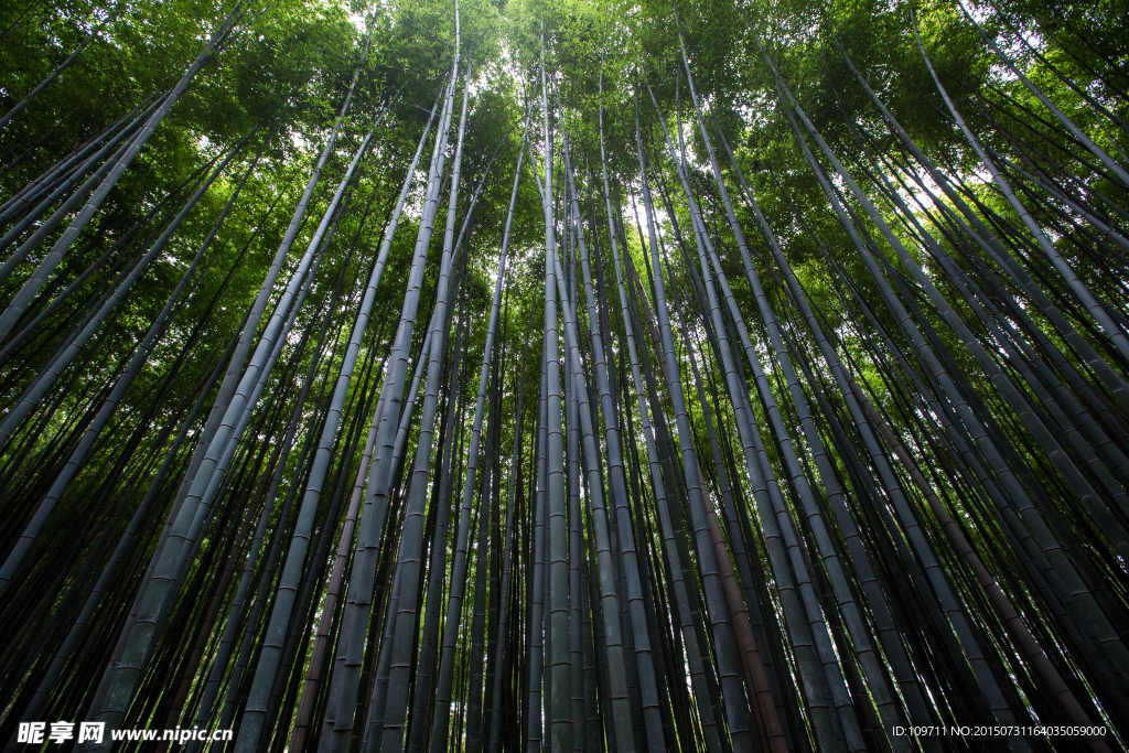 绿色生态自然毛竹林子