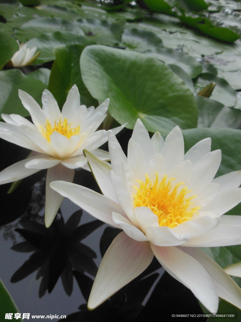 白色睡莲花