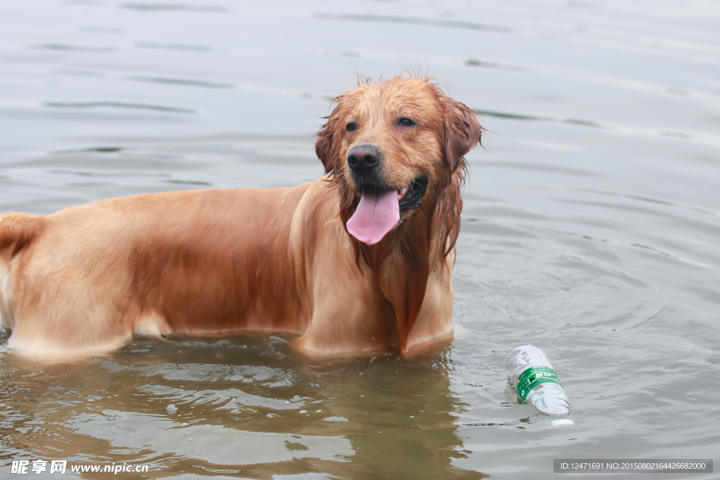 游泳的狗