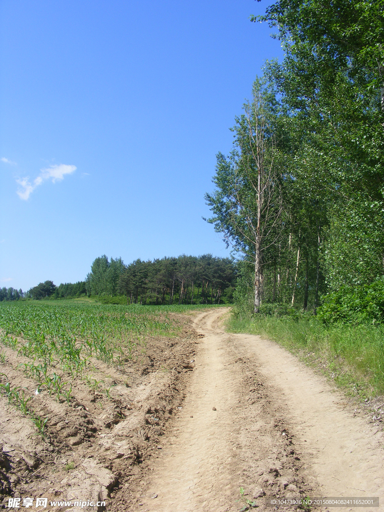 林间小路风景图片