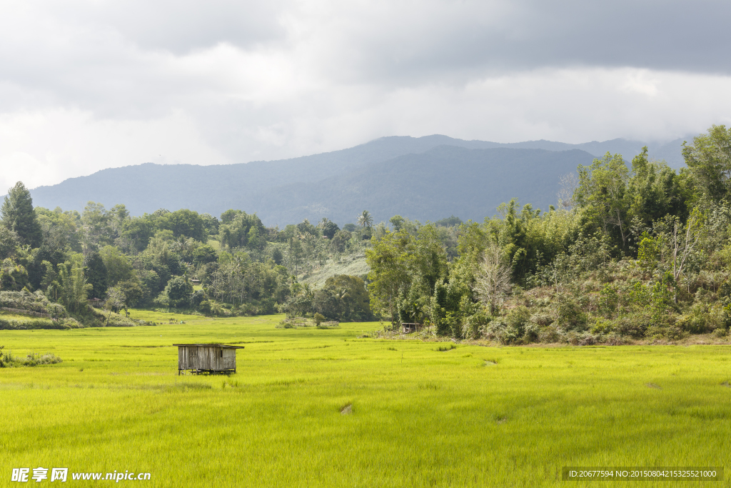 高山草原背景