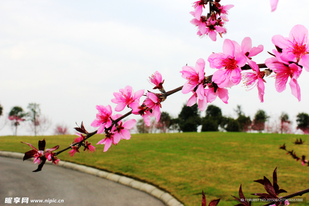 一枝桃花
