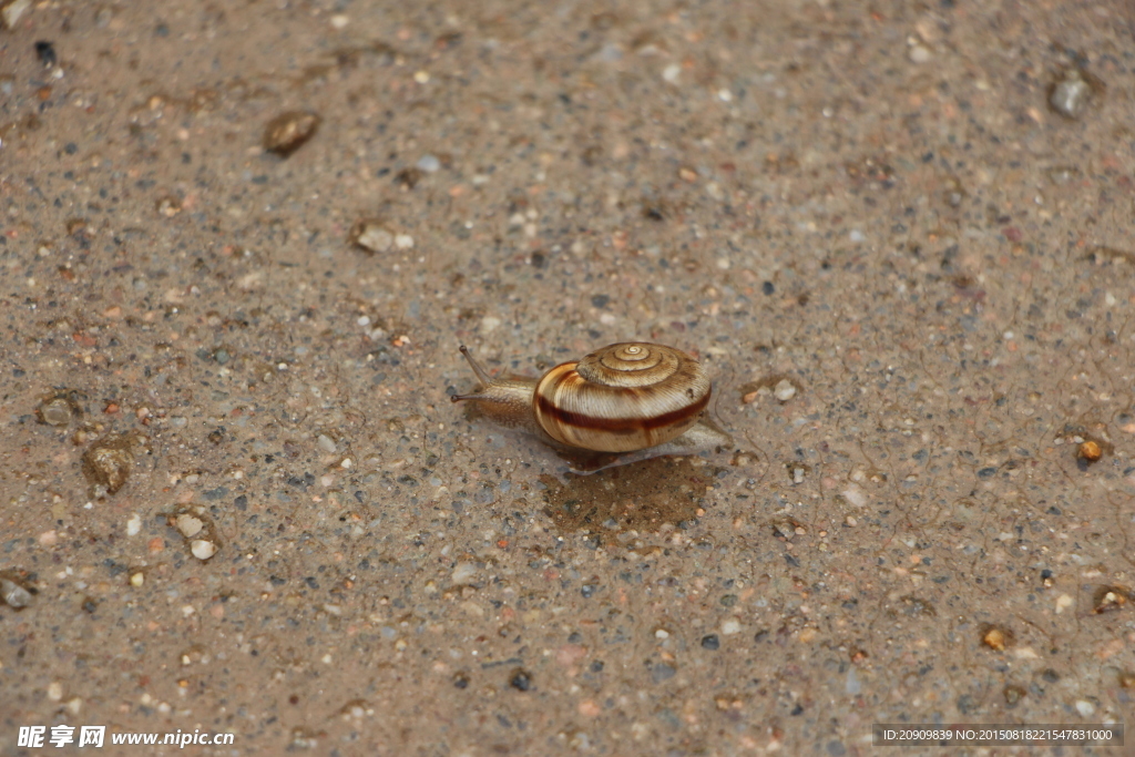 蜗牛
