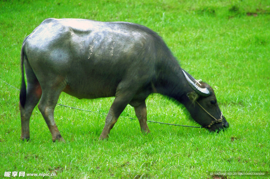 水牛 耕牛 牧牛