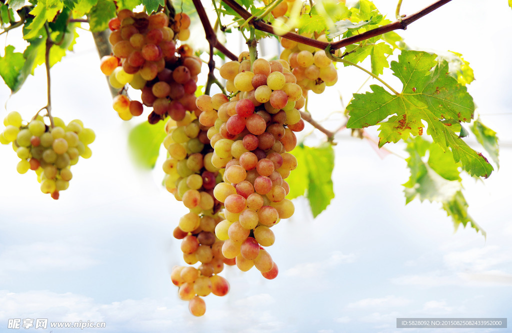 世外萄园（硕果累累）