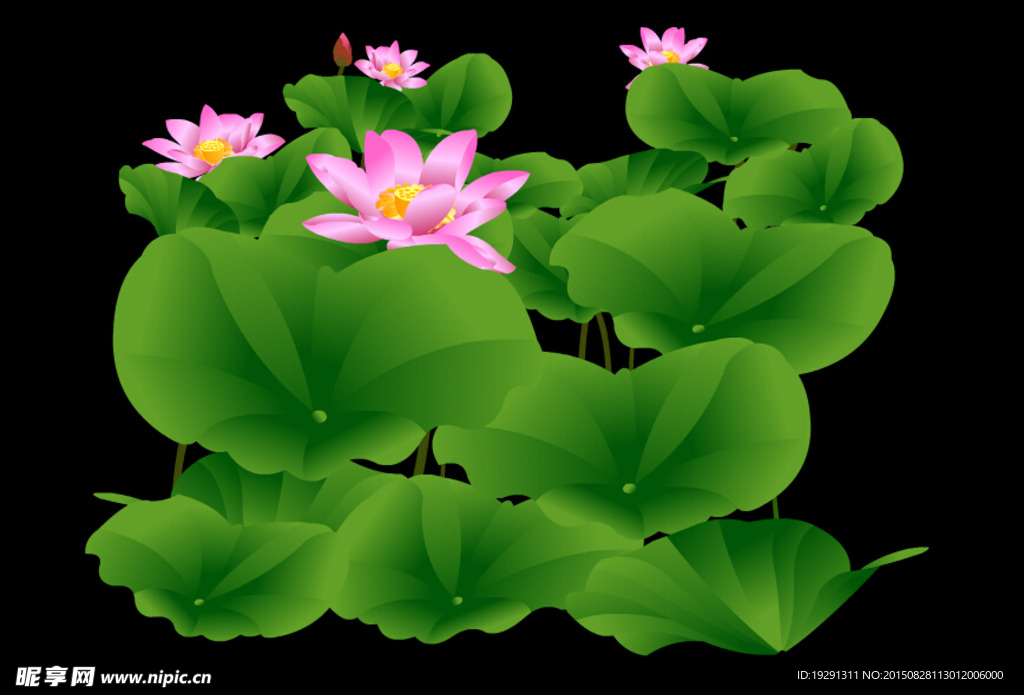 荷花金鱼动态视频