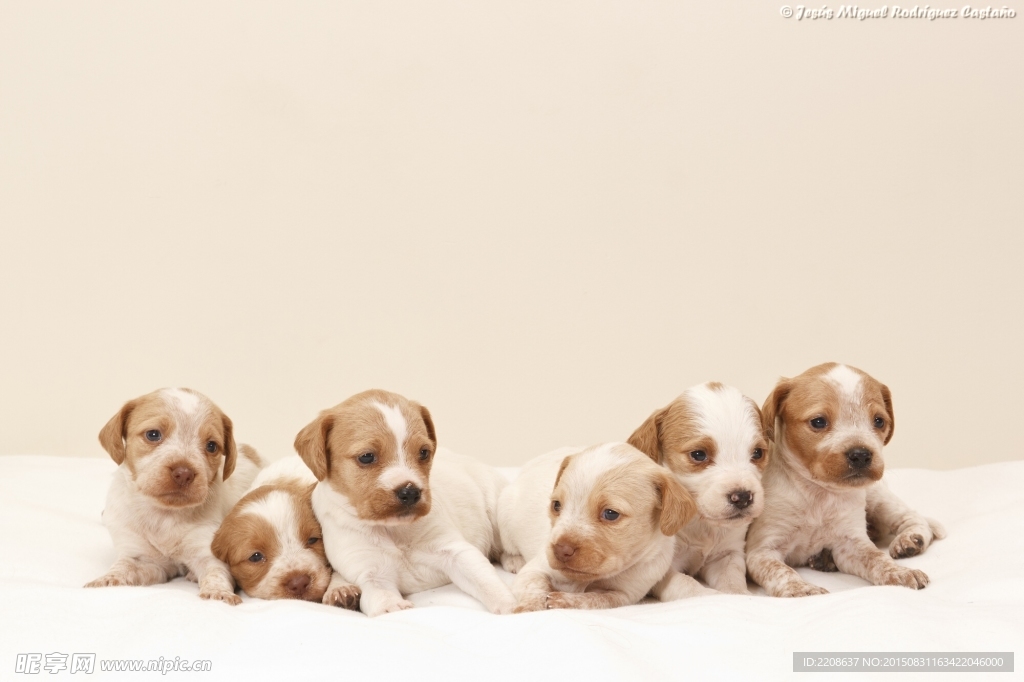 西班牙拉布拉多小狗