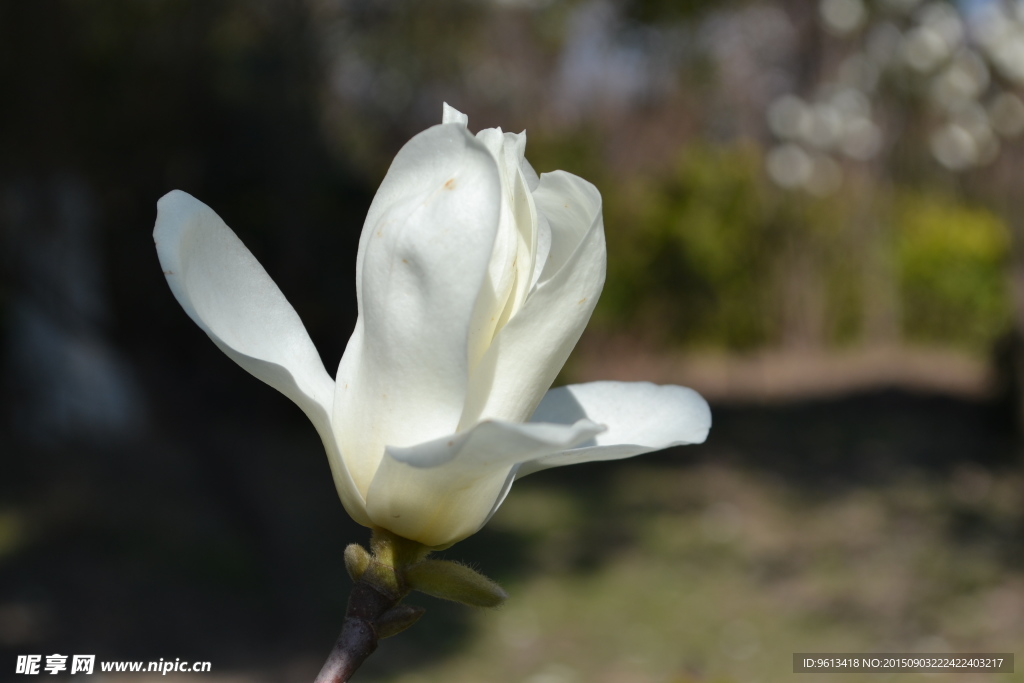 白玉兰 高清图片