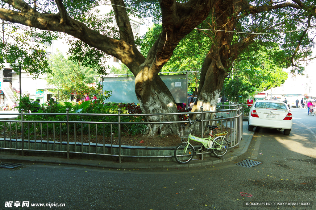城市老街 花坛古木
