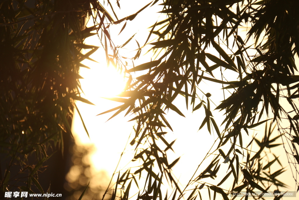 夕阳竹叶