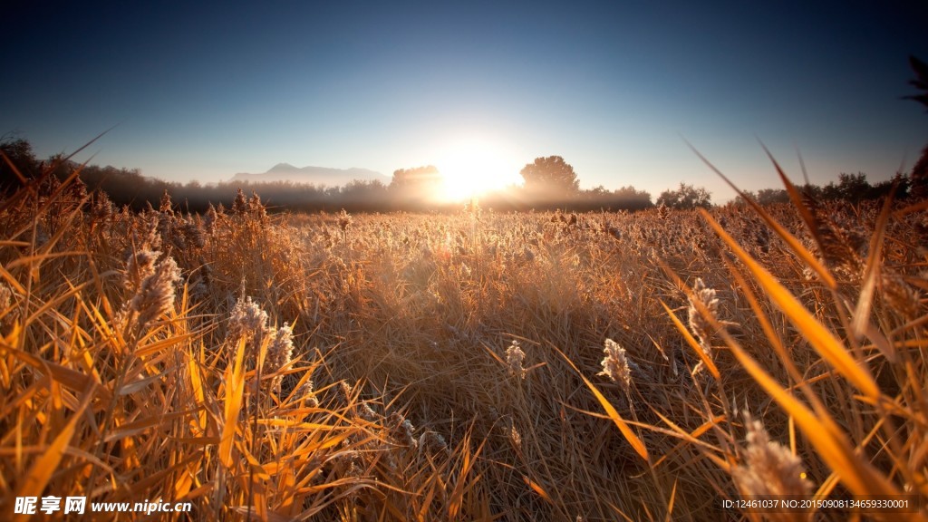 自然风光 芦苇荡 晚霞