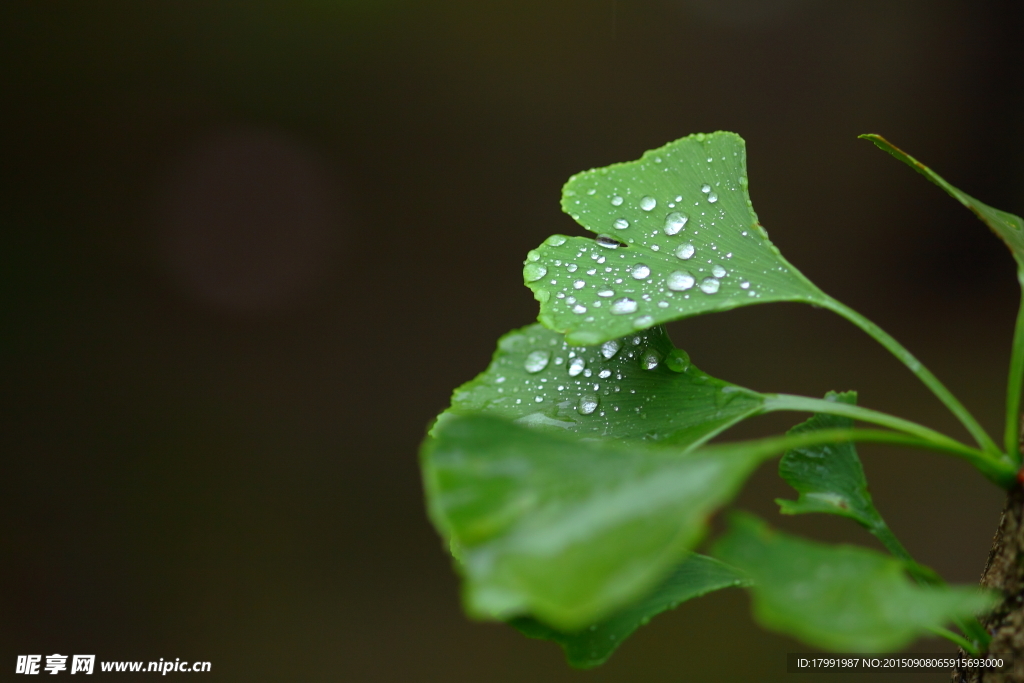 水珠银杏叶