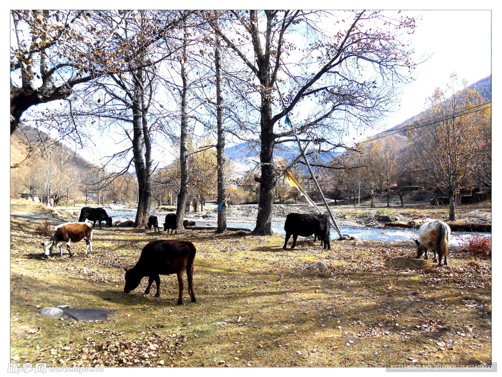 康定牦牛新都桥