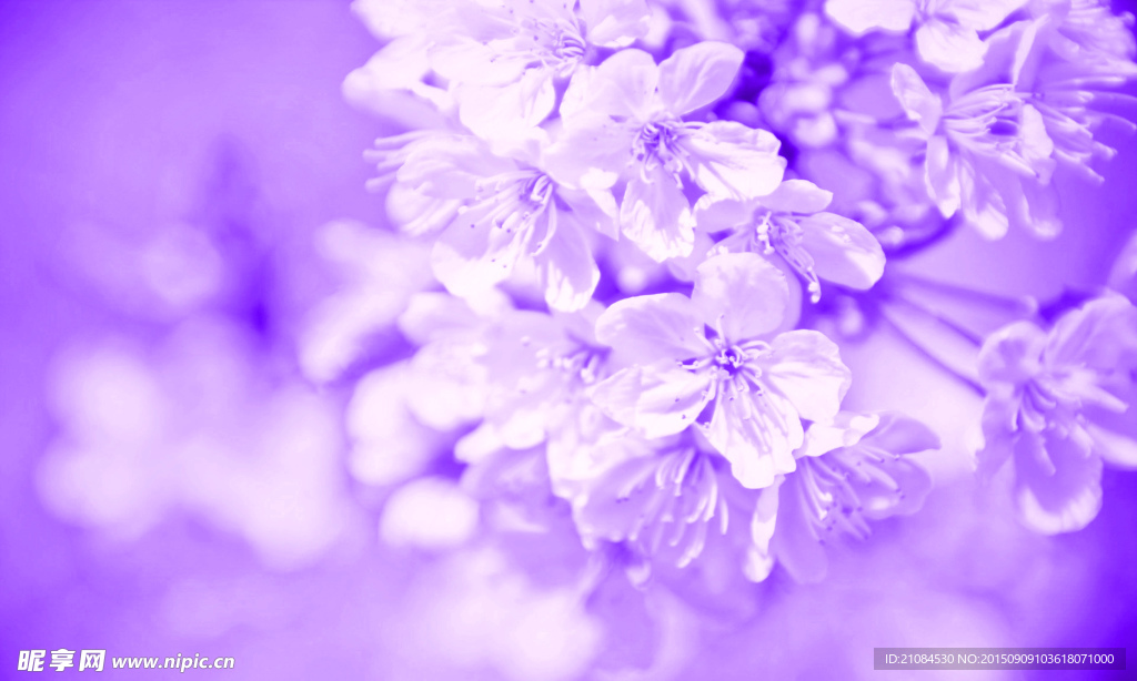 花卉 背景 装饰画