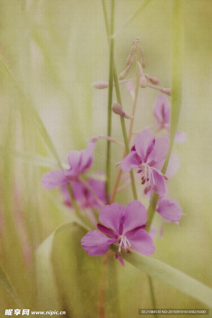 花卉 油画 装饰画 高清
