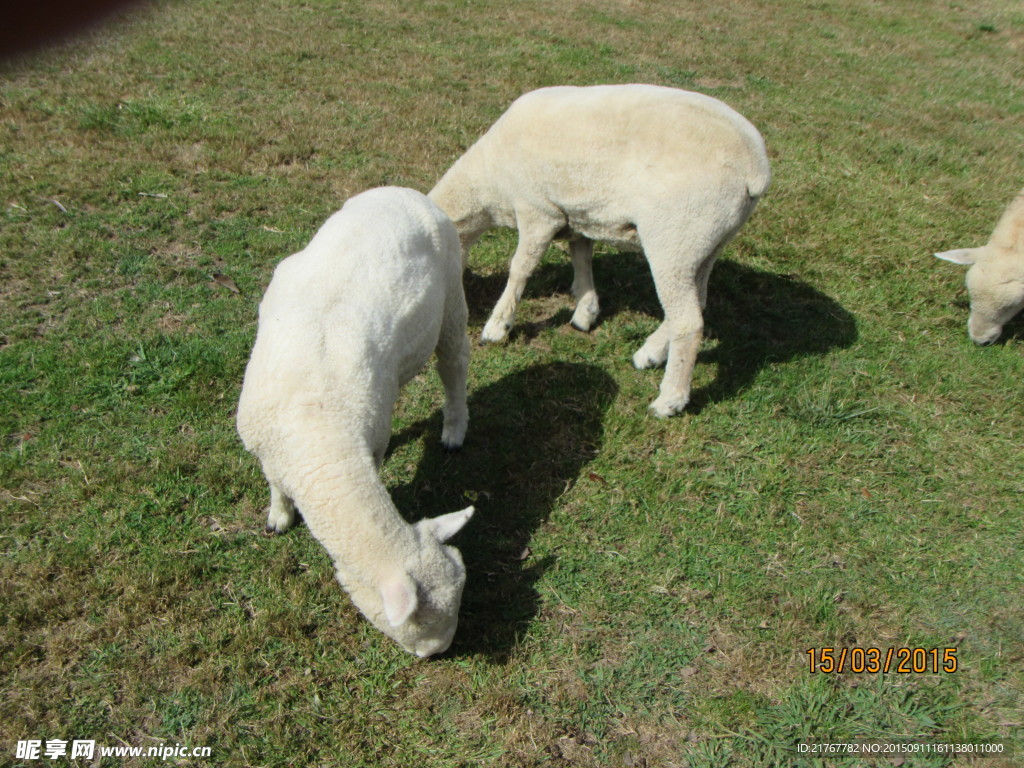 澳洲绵羊 剪羊毛 白羊 雪白绵