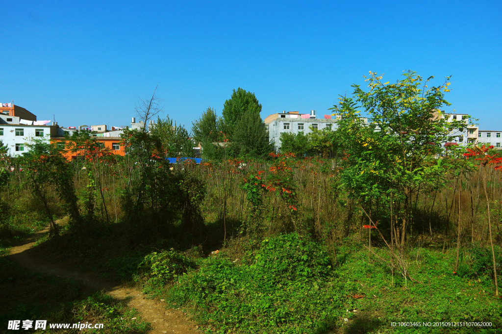 西安苗木 园林小路