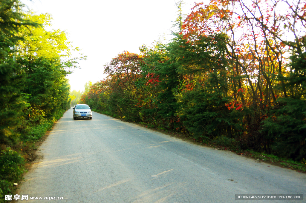 高原绿林 公路行车