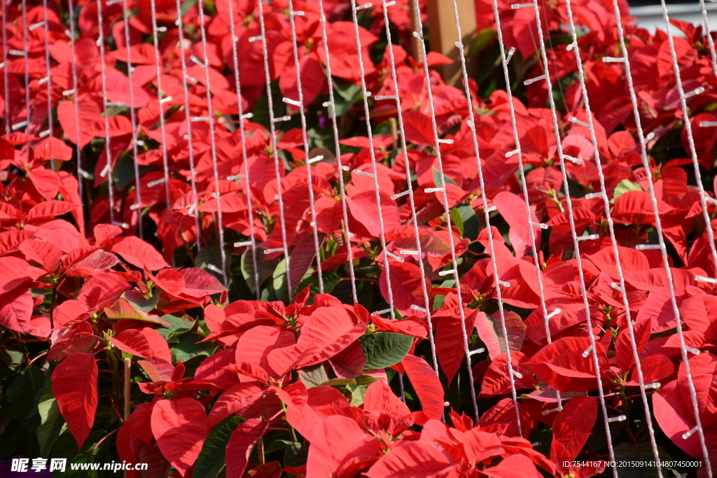 圣诞红 圣诞大红花