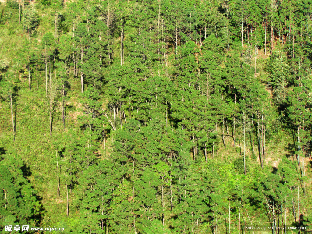 松树林