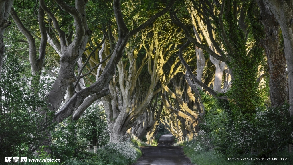 攀延在小路两旁的树木树干