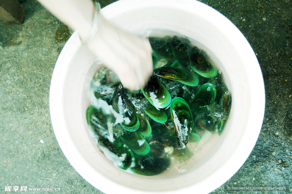 青口贝 食客检鲜