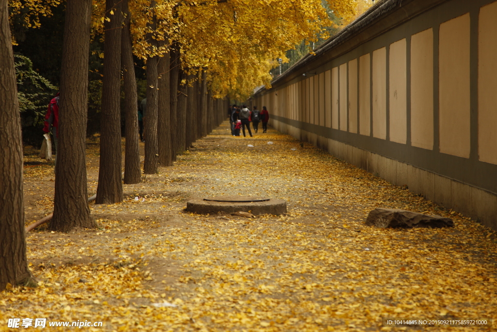 北京钓鱼台银杏大道