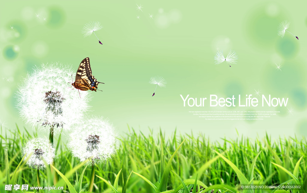 插画 蝴蝶 蒲公英