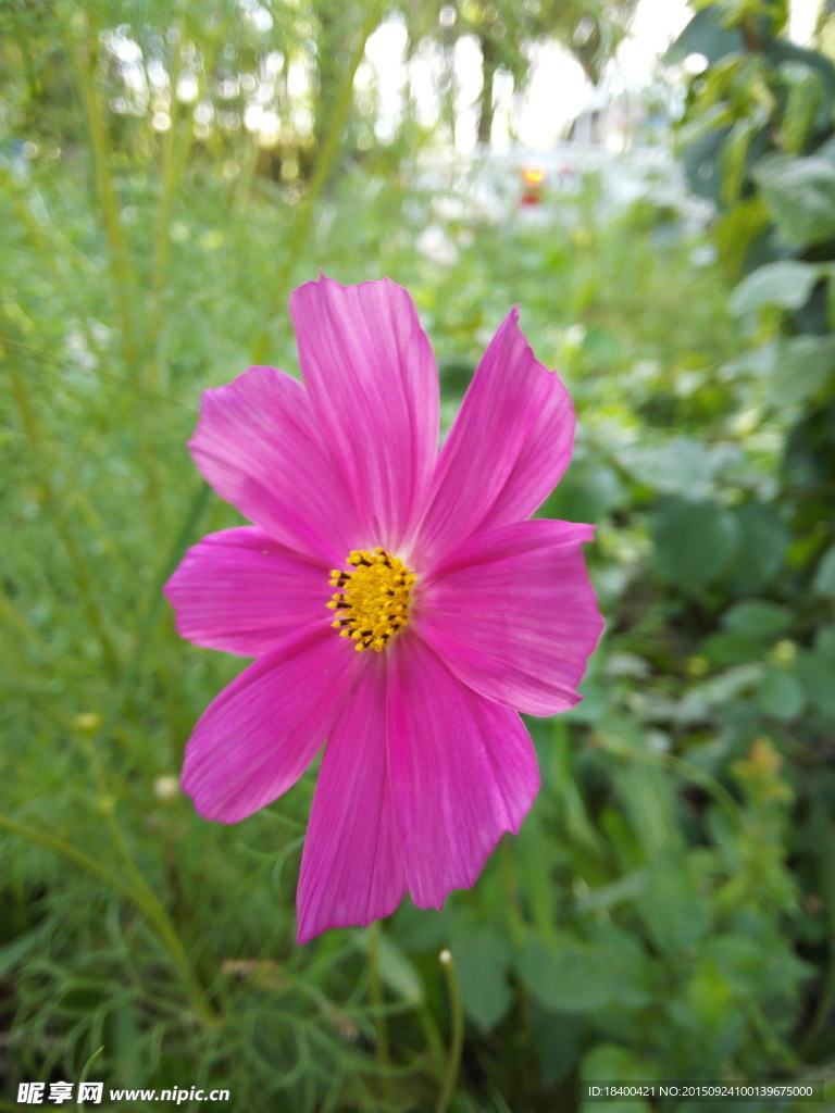 花朵 粉红 小花 鲜艳