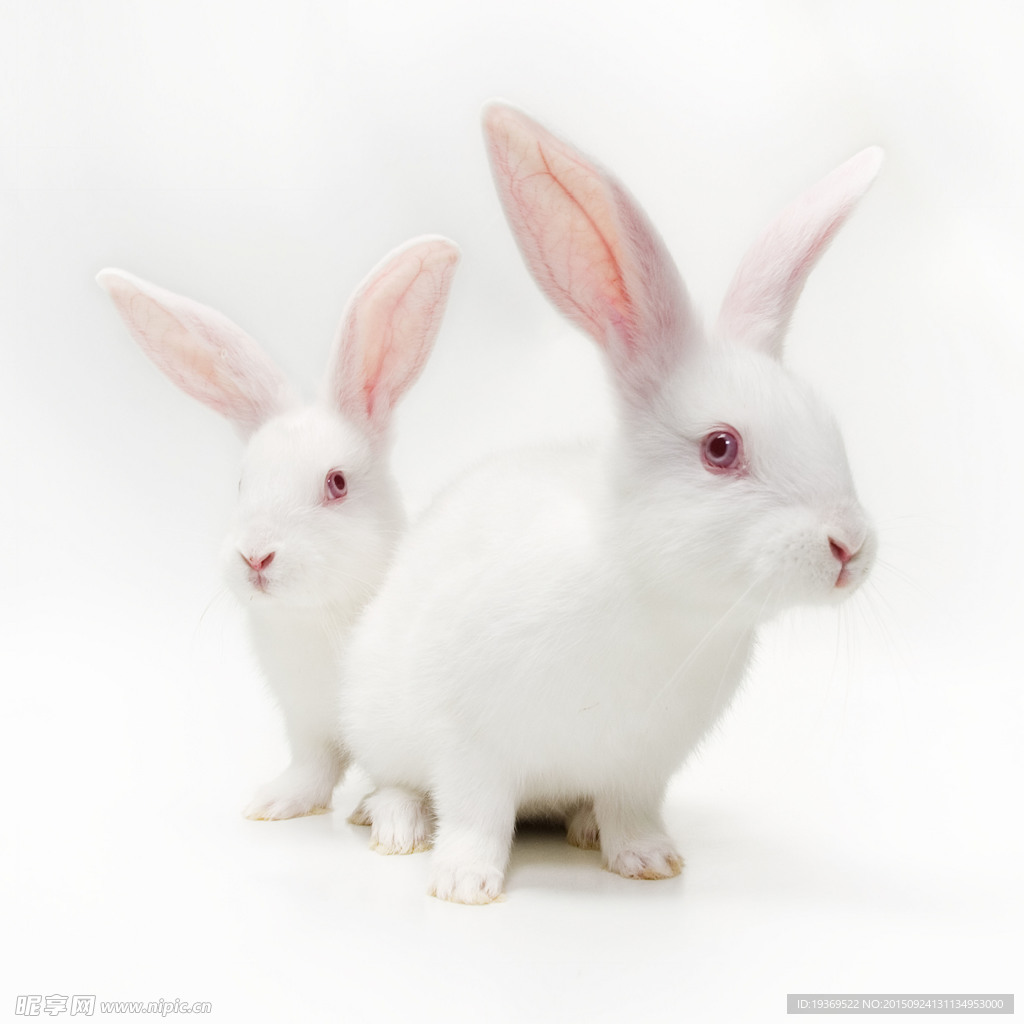 兔子高清图片