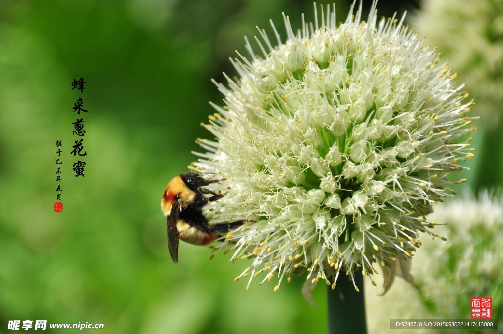 蜂驻葱花