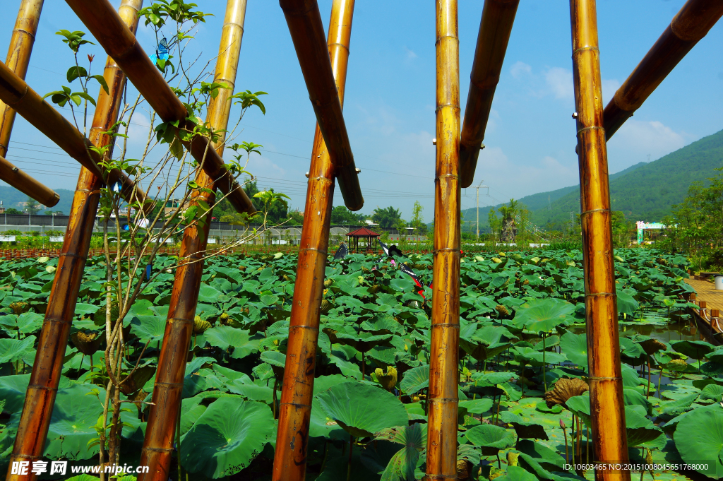 荷塘秋色 温暖阳光