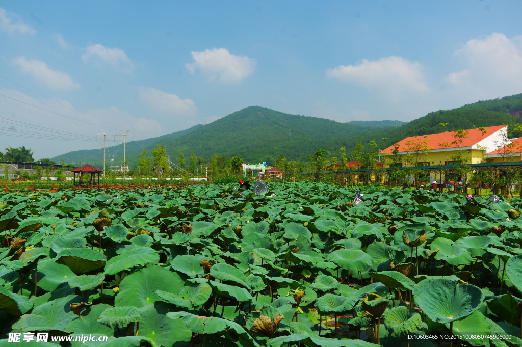 河池秋色 绿色风光
