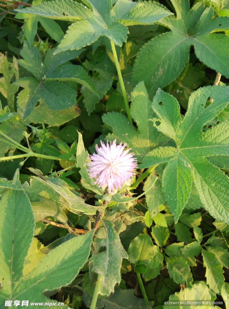 蒲公英似的紫色花朵