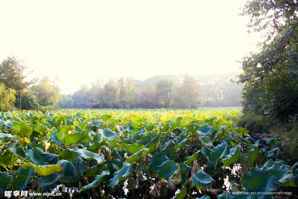 荷塘 署光 晨阳