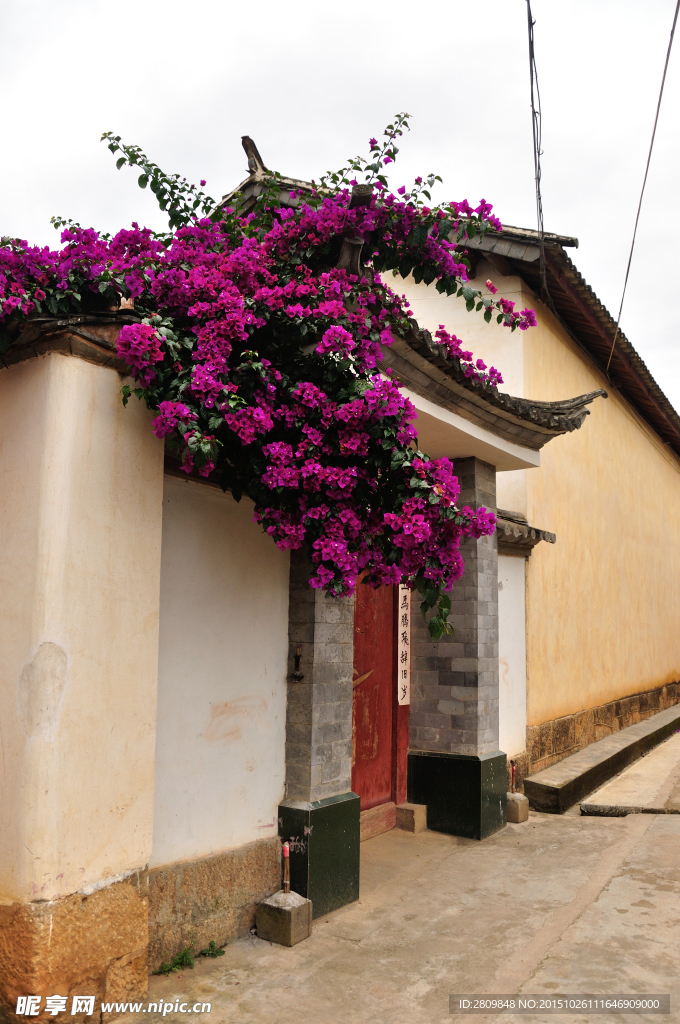 云南大理沙溪古镇三角梅