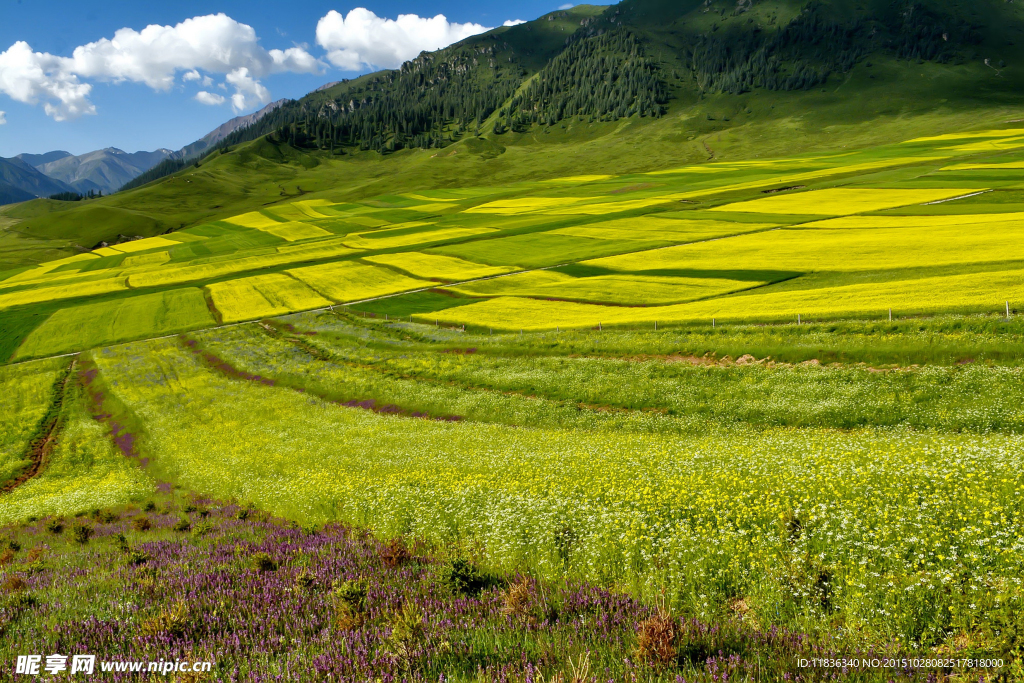 青海祁连县油菜花