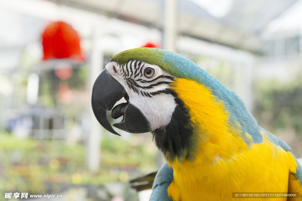 黄蓝颜色金刚鹦鹉