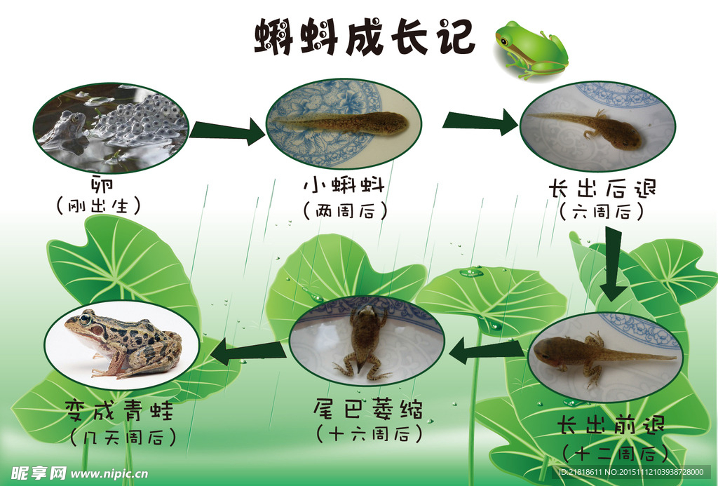 蝌蚪成长记
